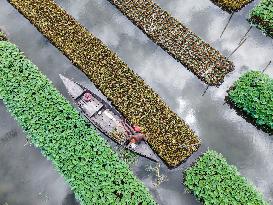 Traditional Floating Vegetables Garden In Bangladesh