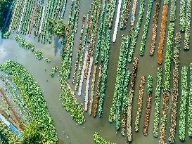 Traditional Floating Vegetables Garden In Bangladesh