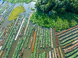 Traditional Floating Vegetables Garden In Bangladesh