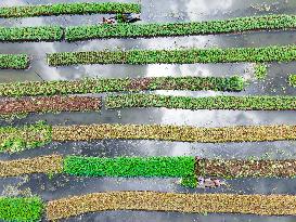 Traditional Floating Vegetables Garden In Bangladesh