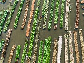 Traditional Floating Vegetables Garden In Bangladesh