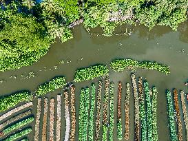 Traditional Floating Vegetables Garden In Bangladesh