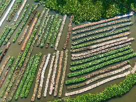 Traditional Floating Vegetables Garden In Bangladesh