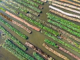 Traditional Floating Vegetables Garden In Bangladesh