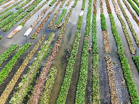 Traditional Floating Vegetables Garden In Bangladesh