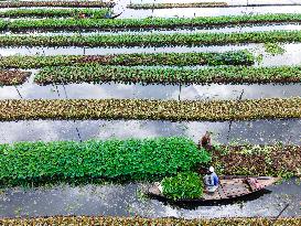 Traditional Floating Vegetables Garden In Bangladesh