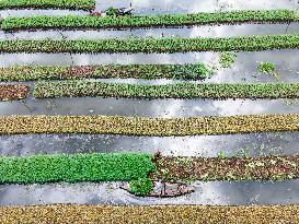 Traditional Floating Vegetables Garden In Bangladesh