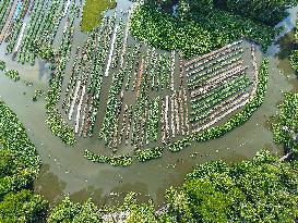 Traditional Floating Vegetables Garden In Bangladesh