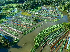 Traditional Floating Vegetables Garden In Bangladesh