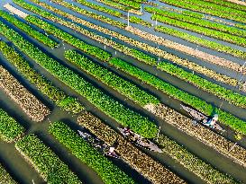 Traditional Floating Vegetables Garden In Bangladesh