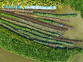 Traditional Floating Vegetables Garden In Bangladesh