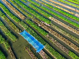 Traditional Floating Vegetables Garden In Bangladesh