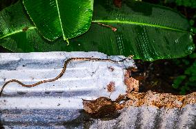 Dendrelaphis Tristis - Indian Bronzeback Tree Snake - Animal India