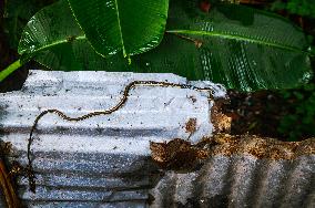 Dendrelaphis Tristis - Indian Bronzeback Tree Snake - Animal India