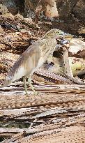 Indian Pond Heron