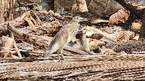 Indian Pond Heron