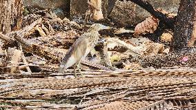 Indian Pond Heron