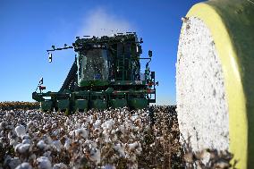 Cotton Fields Harvest Illustration - China