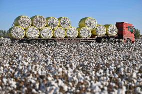 Cotton Fields Harvest Illustration - China