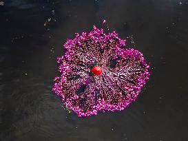 Harvesting Waterlilies In Bangladesh