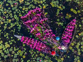 Harvesting Waterlilies In Bangladesh