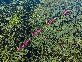 Harvesting Waterlilies In Bangladesh