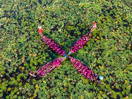 Harvesting Waterlilies In Bangladesh