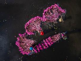 Harvesting Waterlilies In Bangladesh