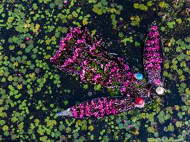 Harvesting Waterlilies In Bangladesh