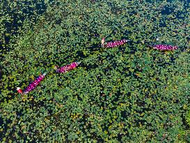 Harvesting Waterlilies In Bangladesh