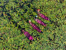 Harvesting Waterlilies In Bangladesh