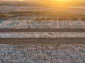 Cotton Fields Harvest Illustration - China