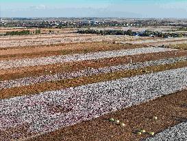 Cotton Fields Harvest Illustration - China