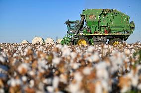 Cotton Fields Harvest Illustration - China