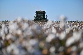 Cotton Fields Harvest Illustration - China