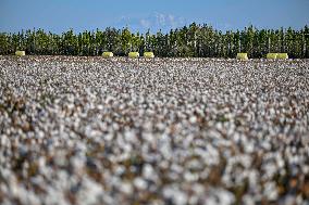 Cotton Fields Harvest Illustration - China