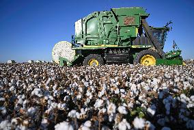 Cotton Fields Harvest Illustration - China