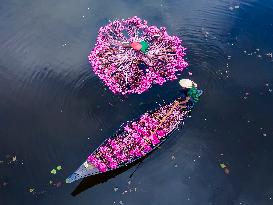 Harvesting Waterlilies In Bangladesh