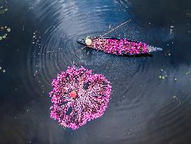 Harvesting Waterlilies In Bangladesh