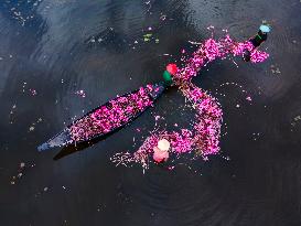 Harvesting Waterlilies In Bangladesh