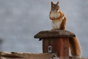 Squirrels Seen During The Autumn Season