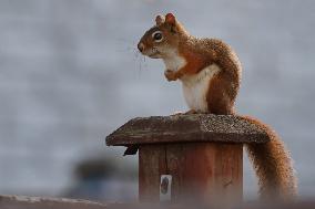 Squirrels Seen During The Autumn Season