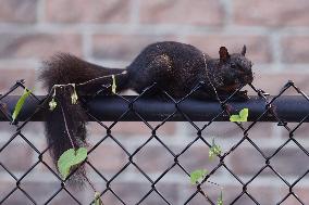 Squirrels Seen During The Autumn Season