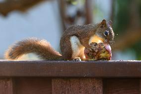 Squirrels Seen During The Autumn Season