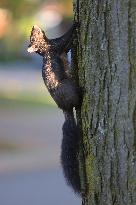 Squirrels Seen During The Autumn Season