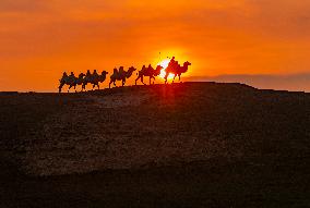 Camels Performance at Ulan Butong in Chifeng