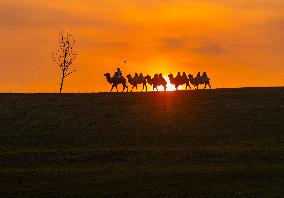 Camels Performance at Ulan Butong in Chifeng