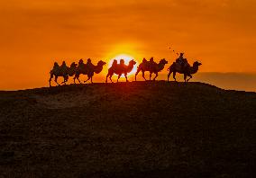 Camels Performance at Ulan Butong in Chifeng