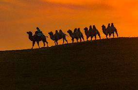 Camels Performance at Ulan Butong in Chifeng