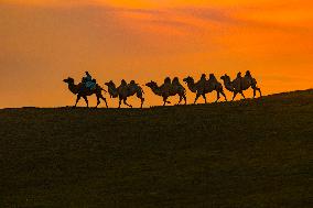 Camels Performance at Ulan Butong in Chifeng